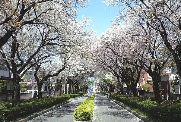 東京学芸大学の桜並木
