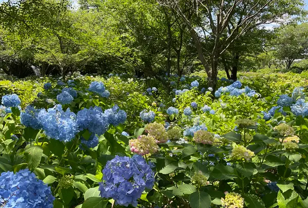 相模原北公園 アジサイ園の写真・動画_image_692802