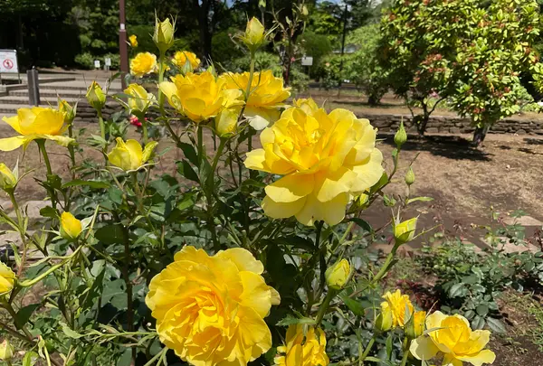 相模原北公園 アジサイ園の写真・動画_image_692831