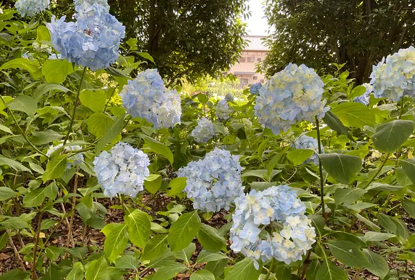 相模原北公園 アジサイ園の写真・動画_image_692834