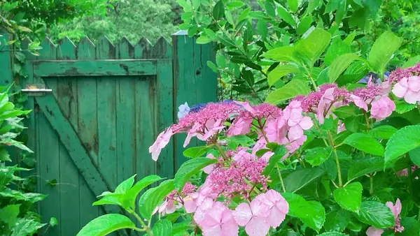 北川村「モネの庭」マルモッタンの写真・動画_image_695971