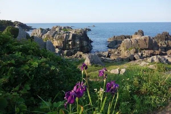 種差海岸天然芝生地の写真・動画_image_699265