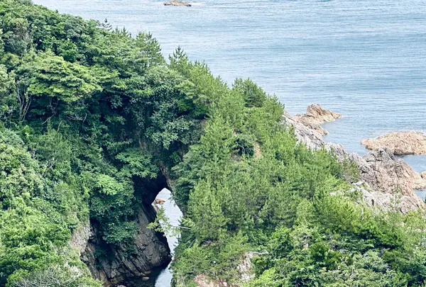 菜種五島の写真・動画_image_699736