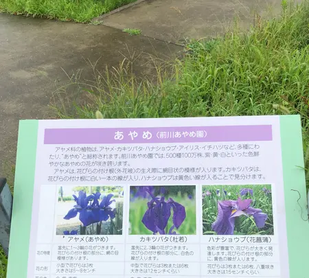 水郷潮来あやめ園の写真・動画_image_701666