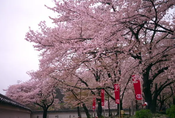 龍野城の桜１