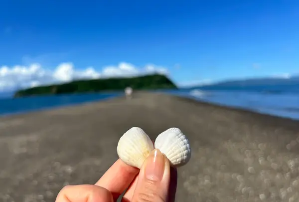 知林ヶ島の写真・動画_image_704046