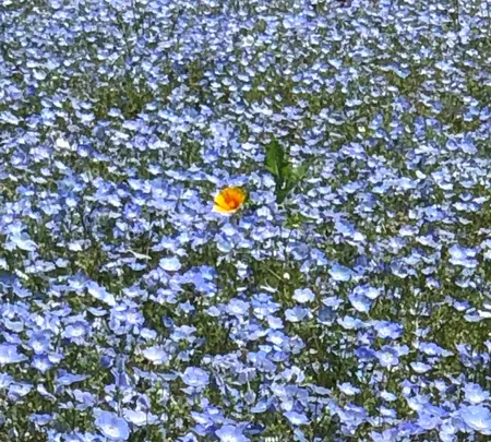 道の駅足柄・金太郎のふるさとの写真・動画_image_707311