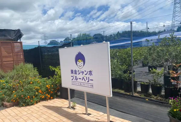 東金ジャンボブルーベリー エクスファーム 極上ブルーベリー体験の写真・動画_image_710728