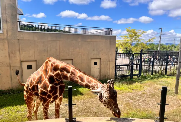 旭川市 旭山動物園の写真・動画_image_710947
