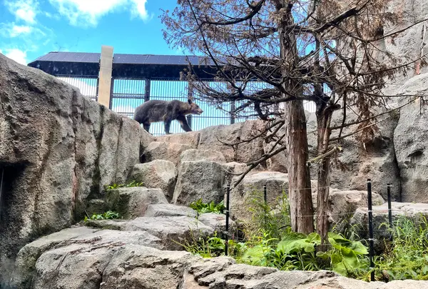 旭川市 旭山動物園の写真・動画_image_710948