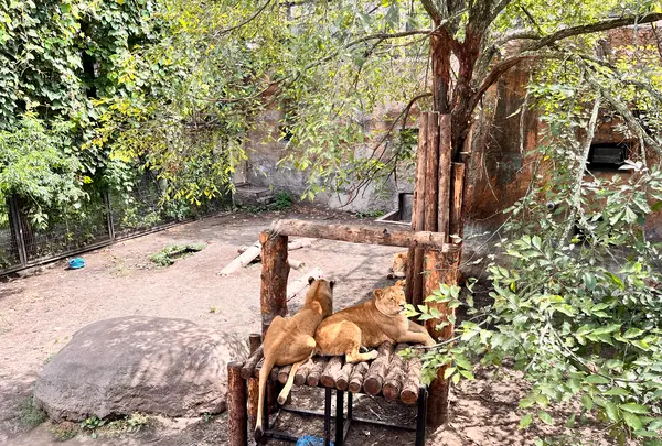 旭川市 旭山動物園の写真・動画_image_710949