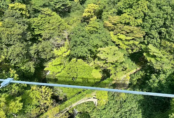 つつじ吊橋の写真・動画_image_714826