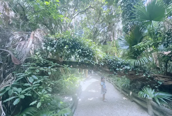 青島亜熱帯性植物群落の写真・動画_image_717822