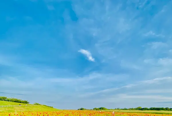 ポピー・ハッピースクエアの写真・動画_image_720003
