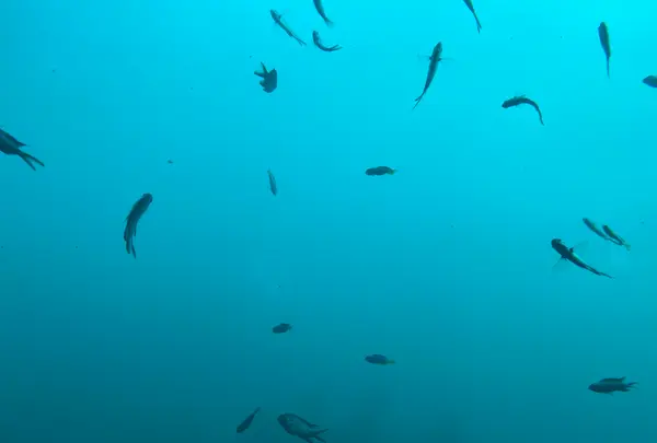 勝浦海中公園海中展望塔の写真・動画_image_720026