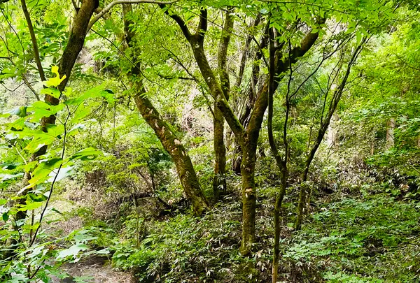 鬼首かんけつ泉の写真・動画_image_722371