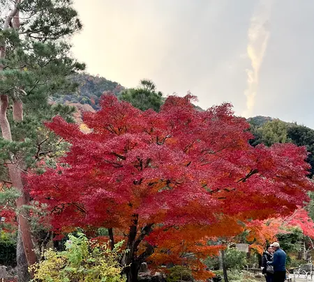 天龍寺の写真・動画_image_732268