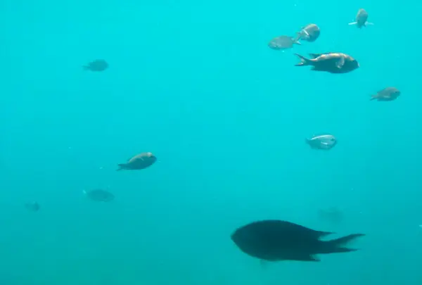 ガラス張りの船底