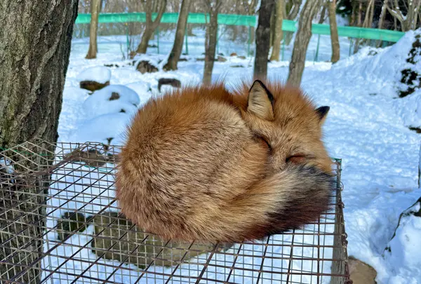 宮城蔵王キツネ村の写真・動画_image_738595
