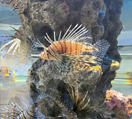 アトア（átoa）の写真・動画_image_744658