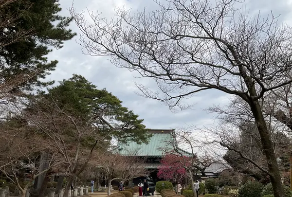 豪徳寺の写真・動画_image_745946