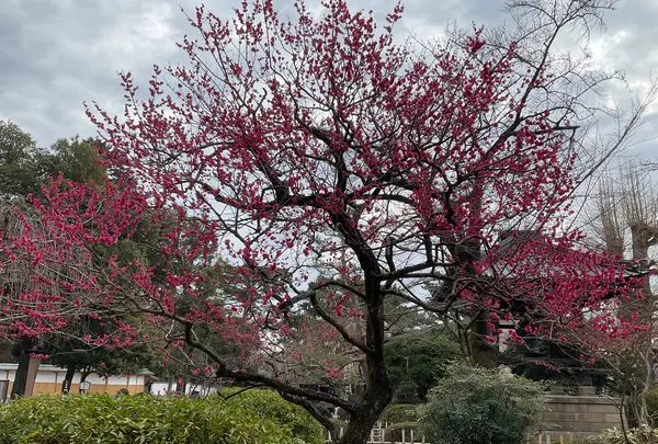 豪徳寺の写真・動画_image_745947