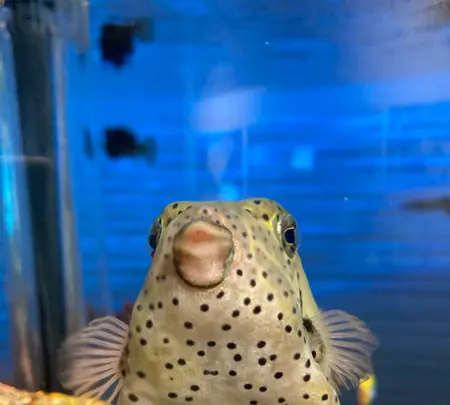 四国水族館の写真・動画_image_751176