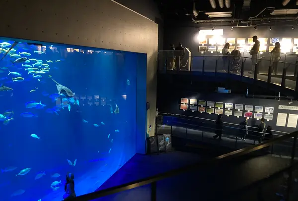 四国水族館の写真・動画_image_751177