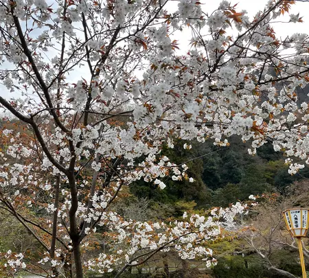 八瀬比叡山口駅の写真・動画_image_752690