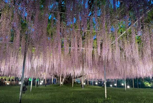 あしかがフラワーパークの写真・動画_image_756761