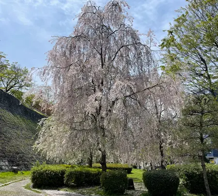盛岡城跡公園 (岩手公園)の写真・動画_image_756965