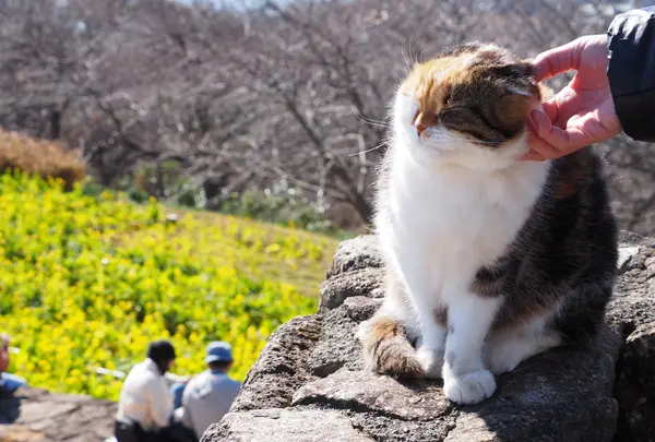 吾妻山公園の写真・動画_image_81675