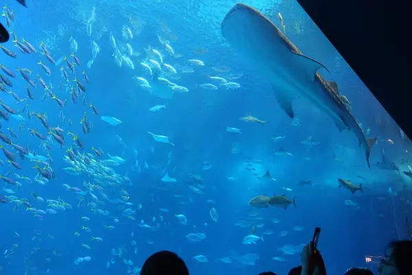 沖縄美ら海水族館の写真・動画_image_85744