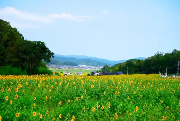 与謝野町ひまわり畑の写真・動画_image_88332