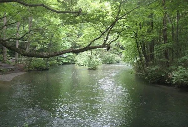 奥入瀬渓流　　の写真・動画_image_90649