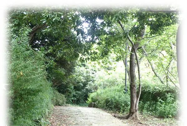 鎌倉中央公園の写真・動画_image_92974