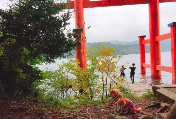 箱根神社の写真・動画_image_98926
