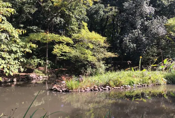 宝来公園の写真・動画_image_98967
