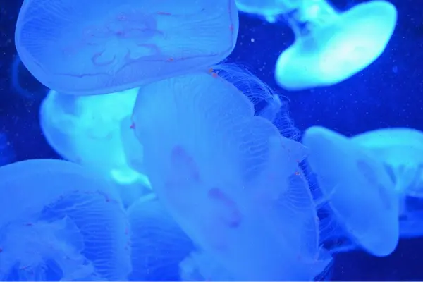 サンシャイン水族館の写真・動画_image_99620