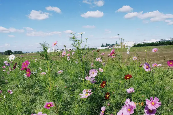 県営権現堂公園（幸手市権現堂堤）の写真・動画_image_1000671