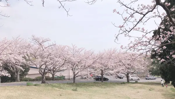 伊豆高原桜並木の写真・動画_image_1000684