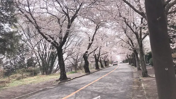 伊豆高原桜並木の写真・動画_image_1000685
