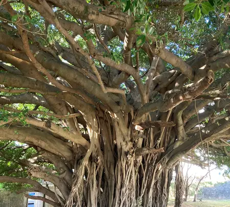 崇元寺跡の写真・動画_image_1026876