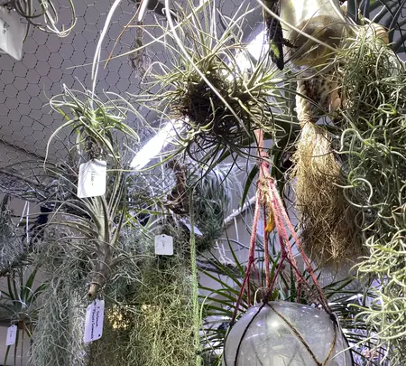 BROMELIADS 流木＆エアプランツの写真・動画_image_1059771