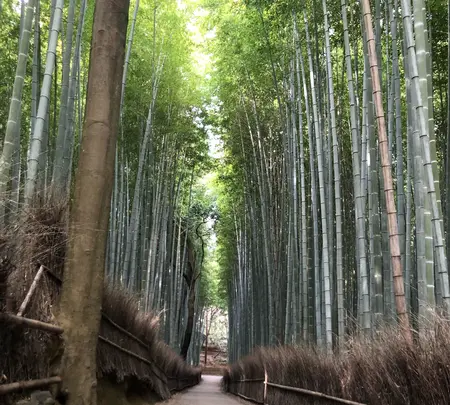 嵐山 竹林の小径の写真・動画_image_1065540