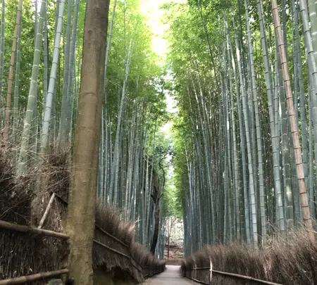 嵐山 竹林の小径の写真・動画_image_1065541