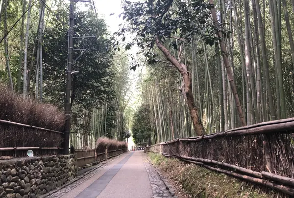 嵐山 竹林の小径の写真・動画_image_1065543