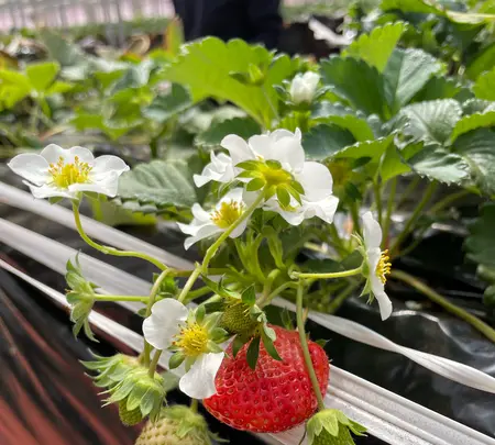 Strawberry Port Ichigonomiの写真・動画_image_1082733
