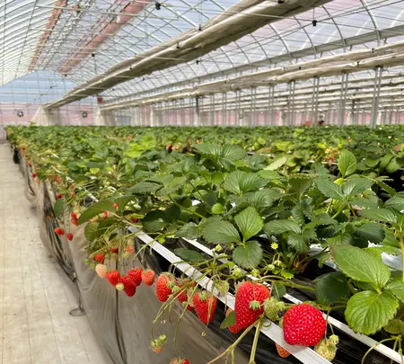 Strawberry Port Ichigonomiの写真・動画_image_1082734