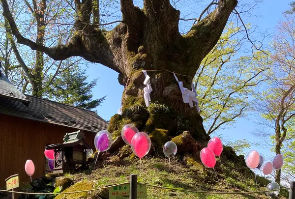 熊野皇大神社の写真・動画_image_1154556